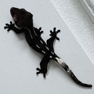 아잔틱