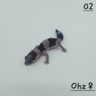 오레오 헷 줄루