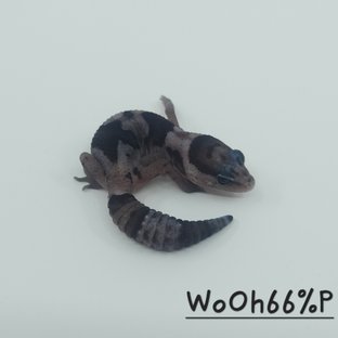 화이트아웃 오레오