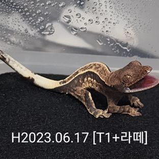 카푸치노