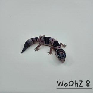 화이트아웃 오레오