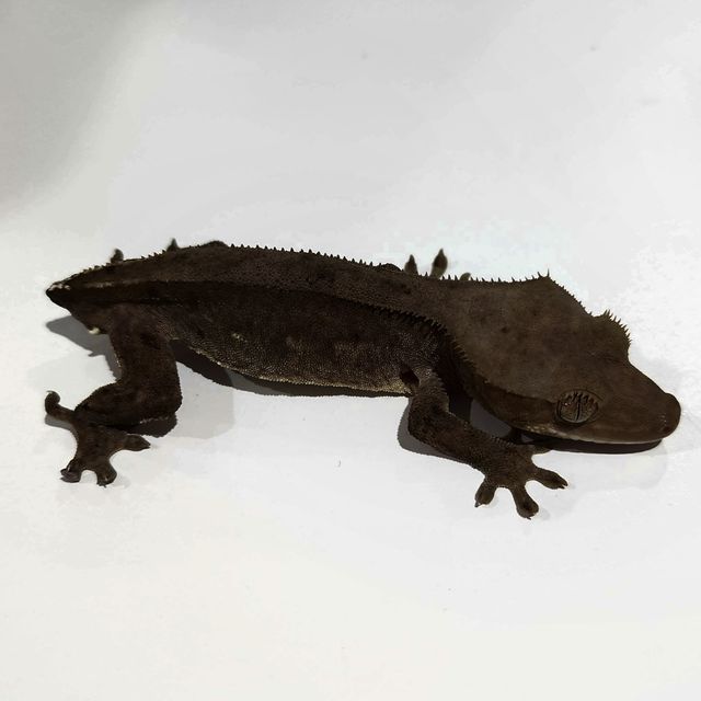 아잔틱