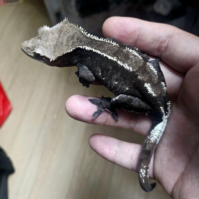 아잔틱