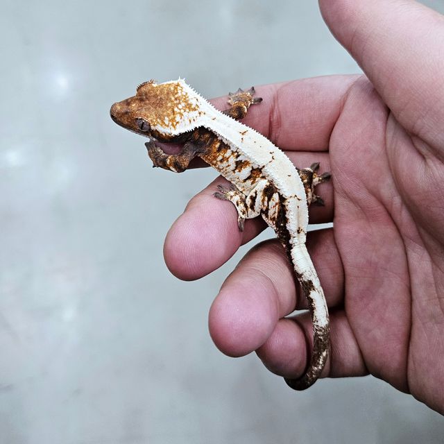 세이블
