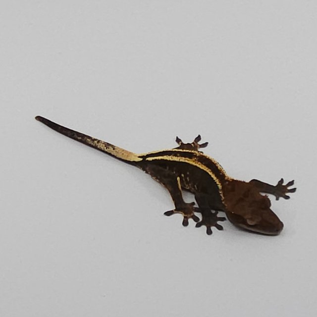 슈퍼스트라이프 카푸치노