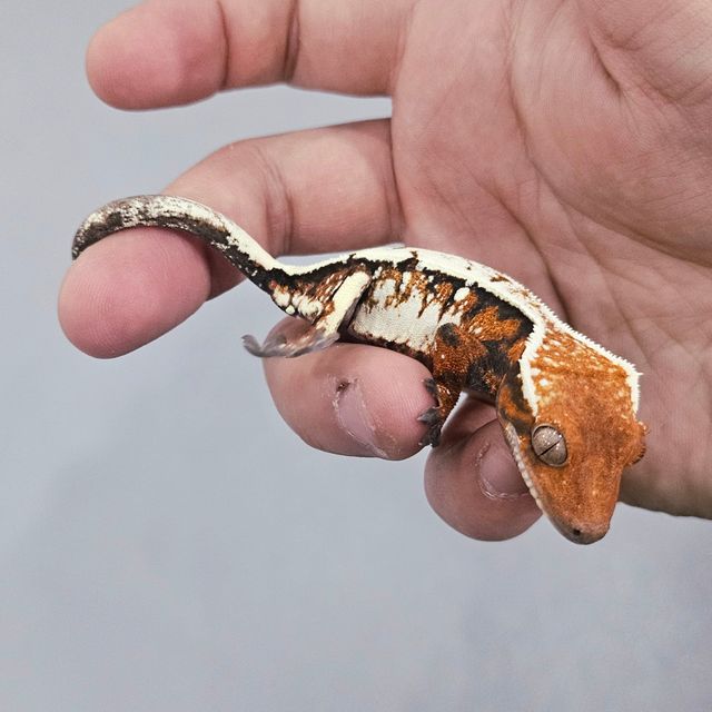 세이블