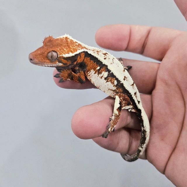 세이블