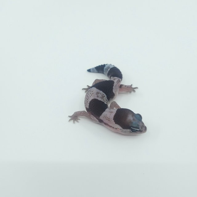 오레오 헷 줄루