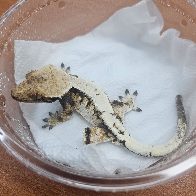 세이블