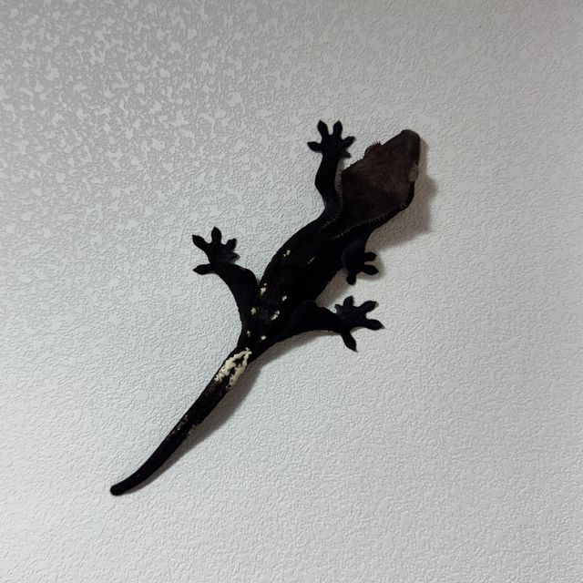아잔틱