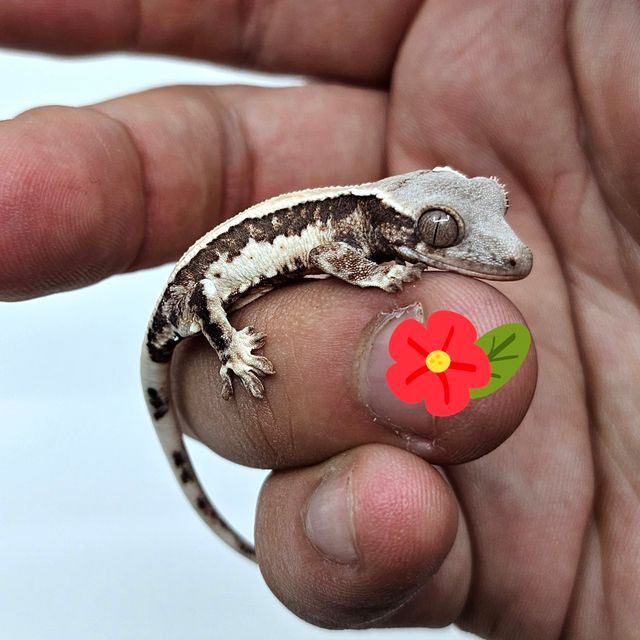 릴리 세이블 100%헷아잔틱