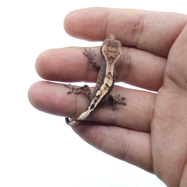 세이블 100%헷아잔틱