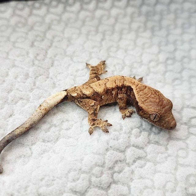 세이블