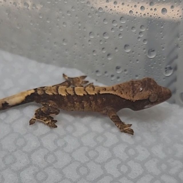 세이블