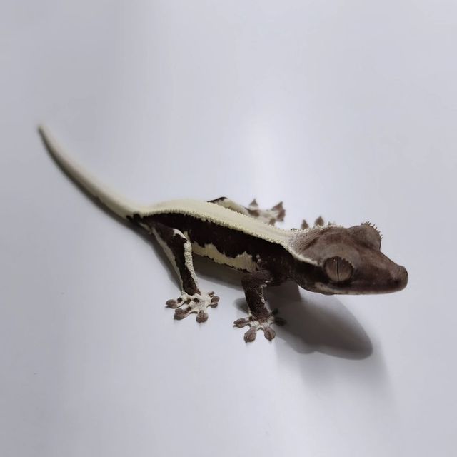 릴잔틱 아잔틱