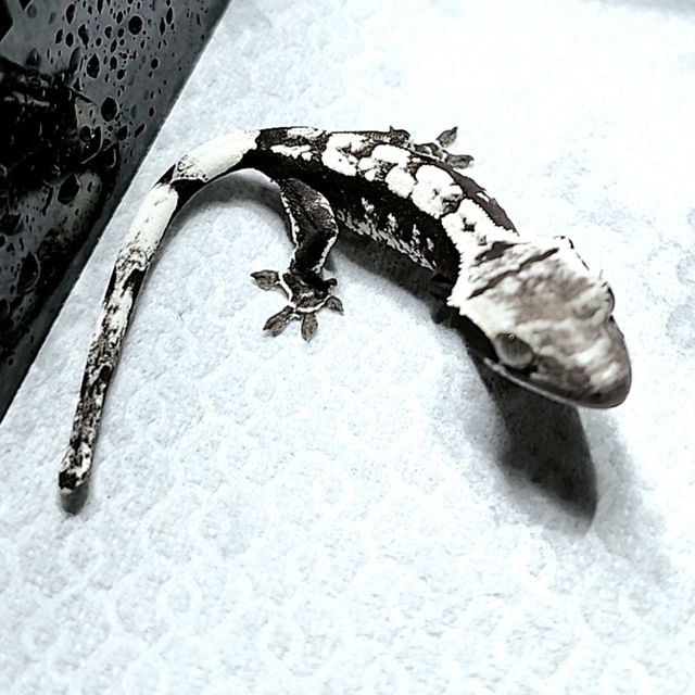 아잔틱