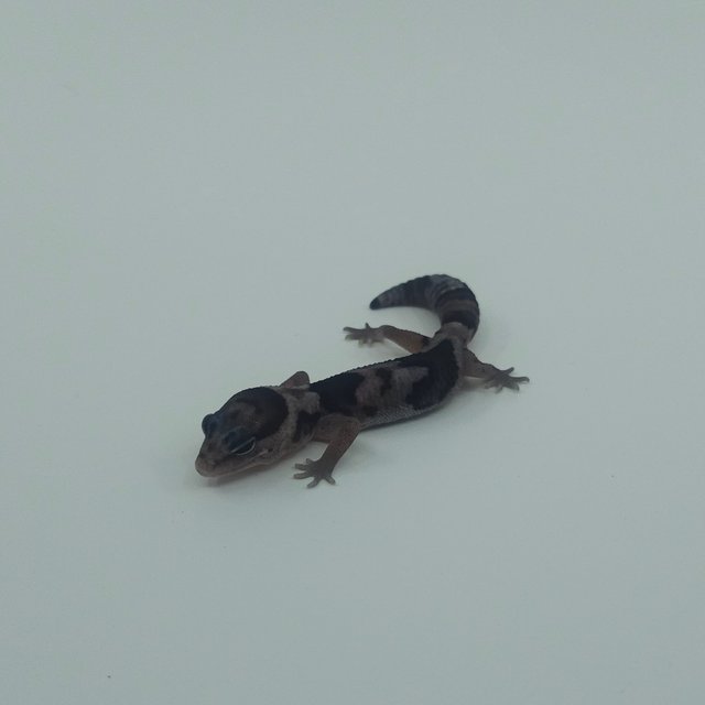 화이트아웃 오레오