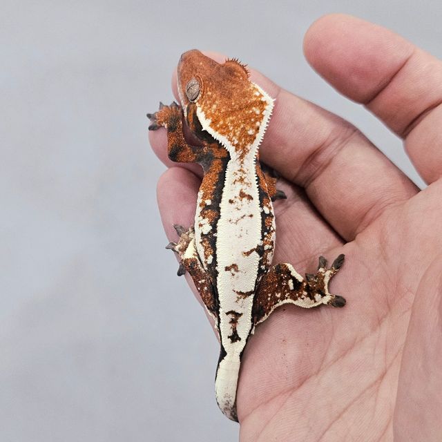 세이블