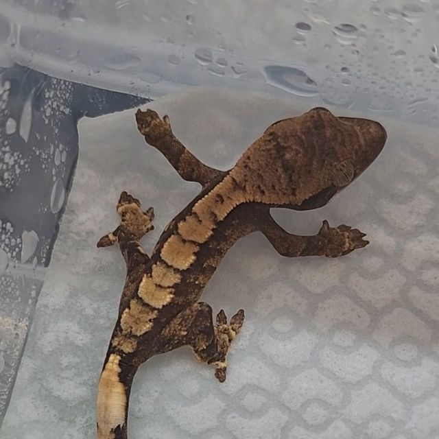 세이블