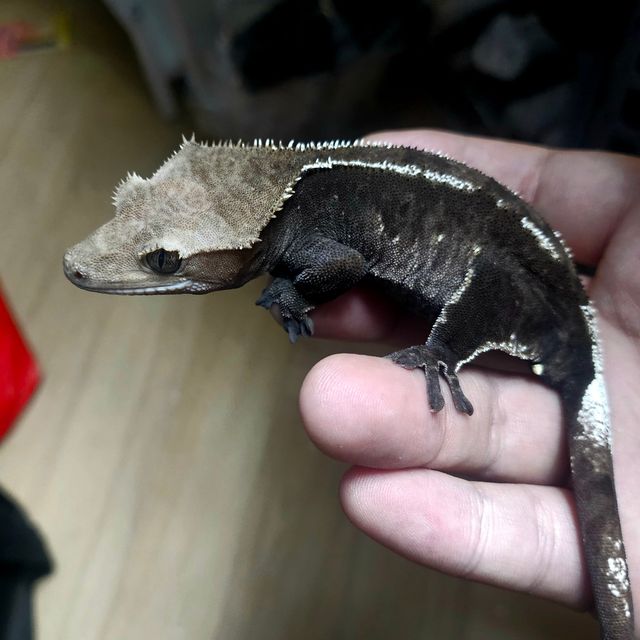 아잔틱