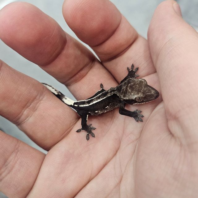아잔틱