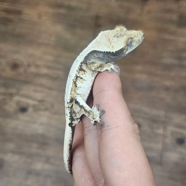 세이블