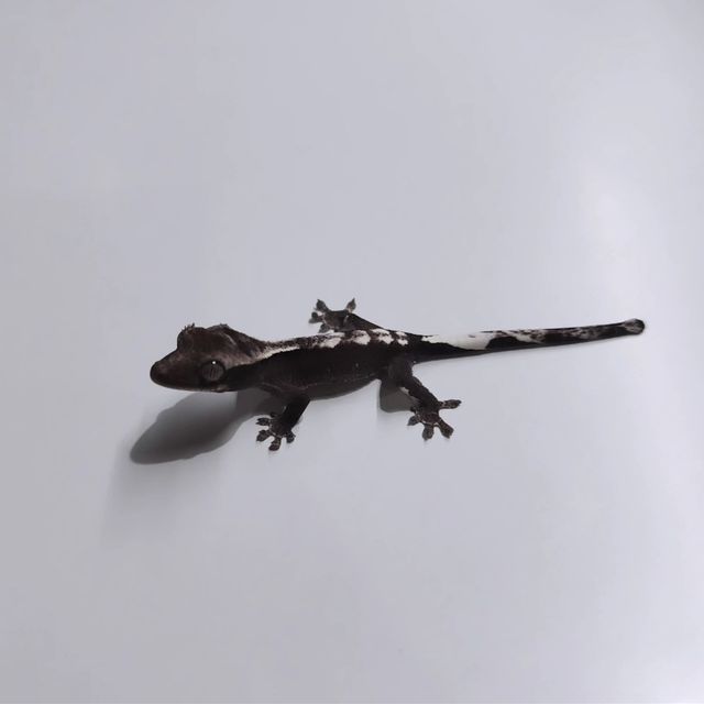아잔틱