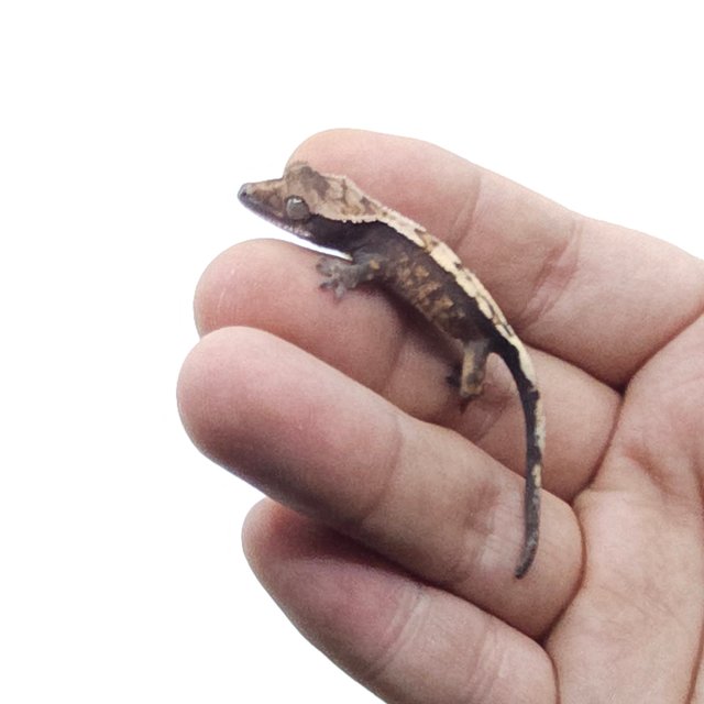 세이블 100%헷아잔틱