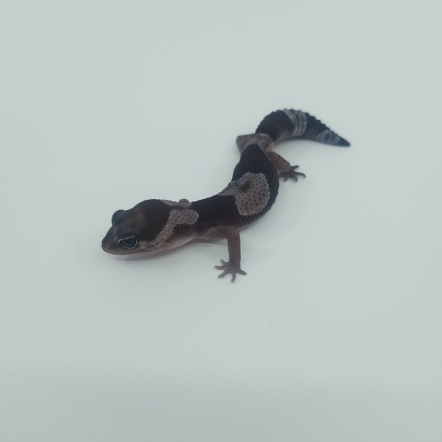 오레오 헷 줄루