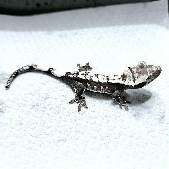 아잔틱