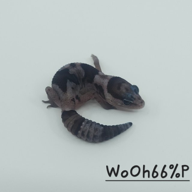 화이트아웃 오레오