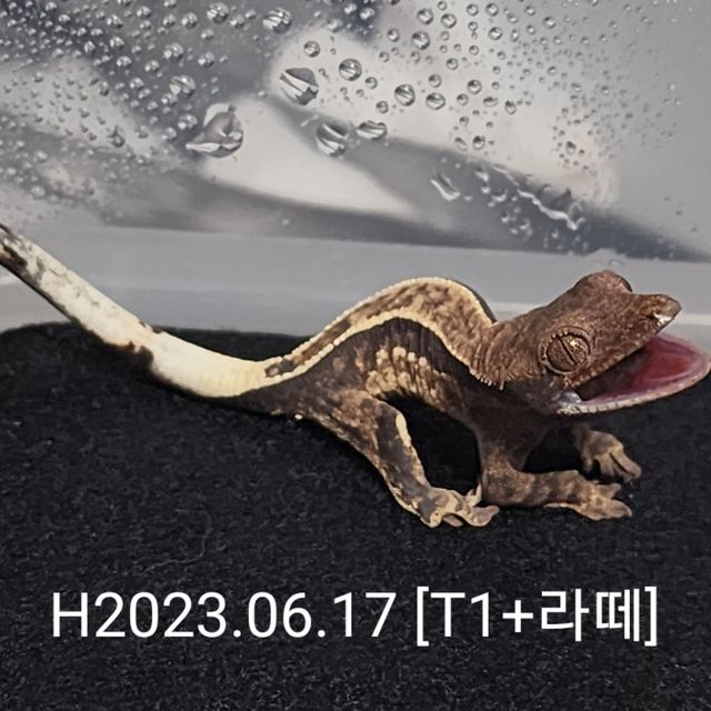 카푸치노