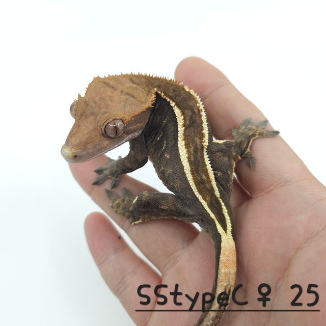 슈퍼스트라이프 카푸치노