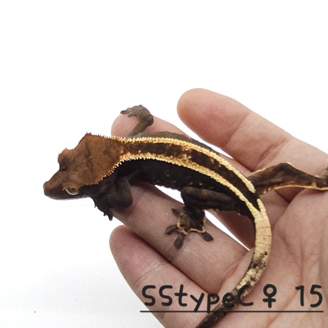 슈퍼스트라이프 카푸치노