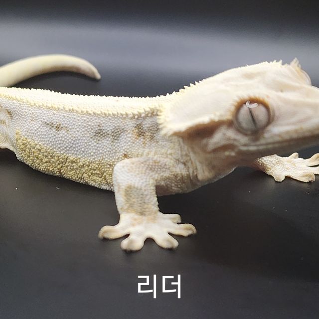 릴리화이트
