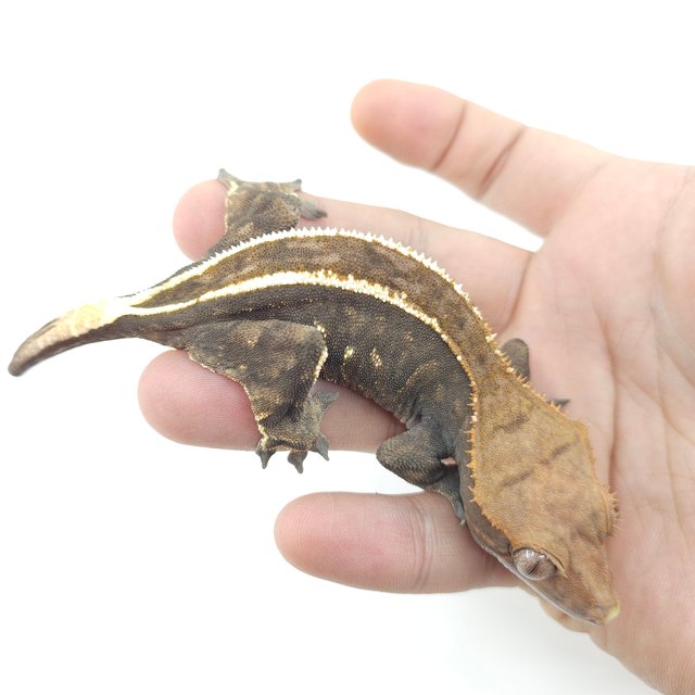 슈퍼스트라이프 카푸치노