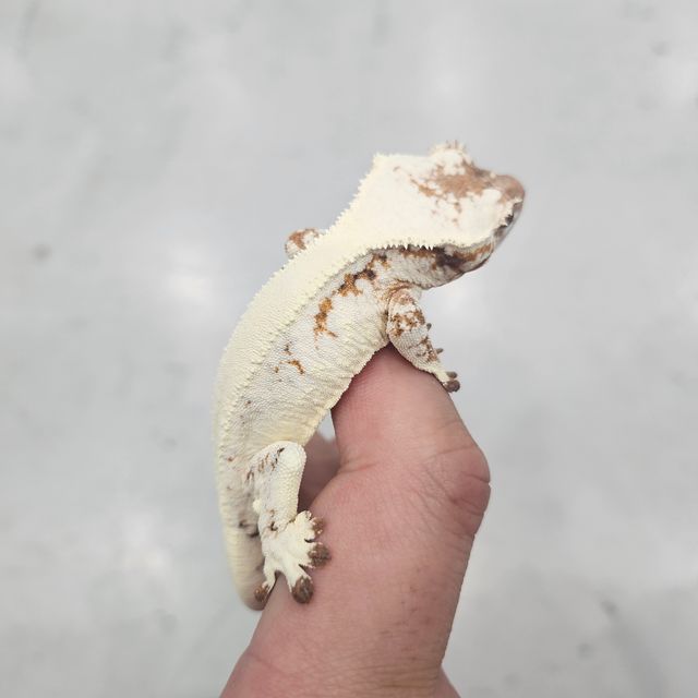 릴리 세이블