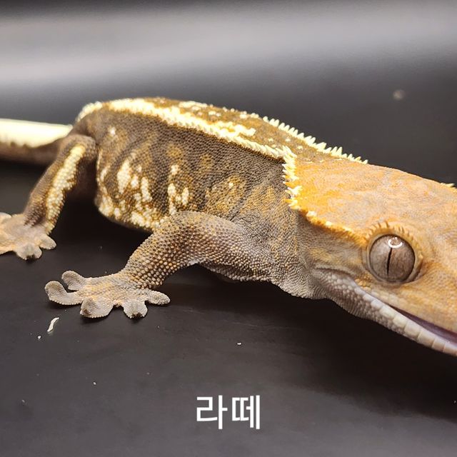 카푸치노