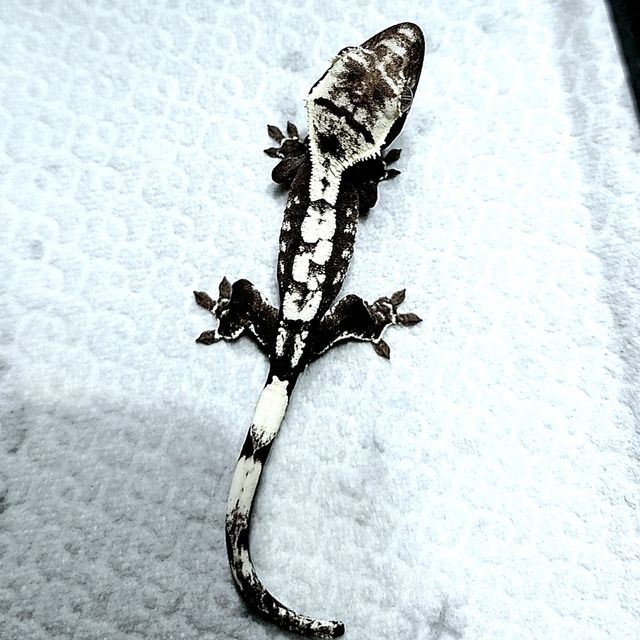 아잔틱