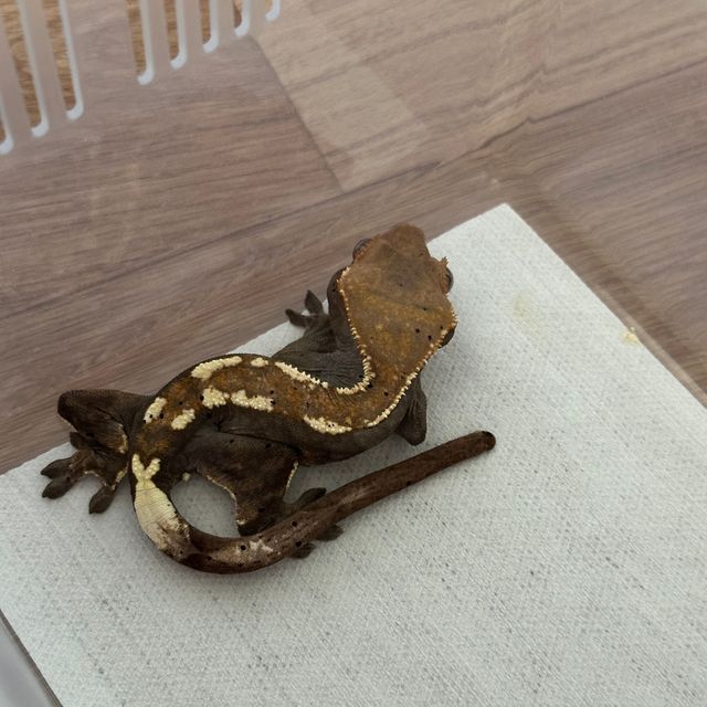 카푸치노