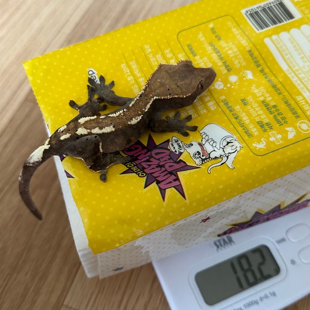 카푸치노