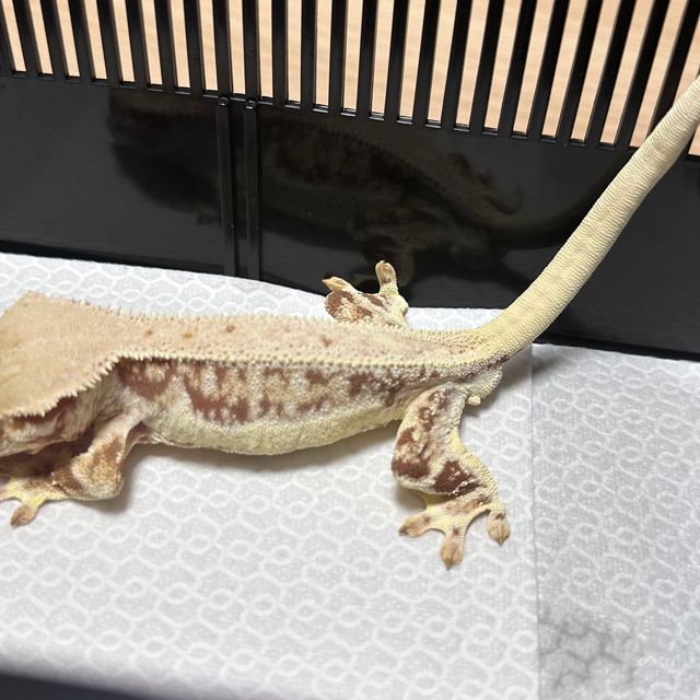 레드 릴리화이트