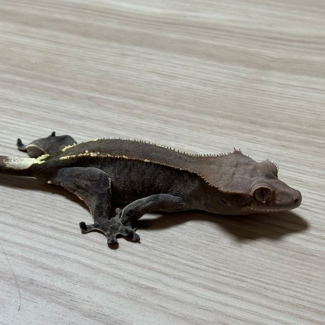 카푸치노
