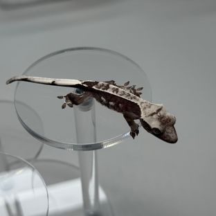 아잔틱