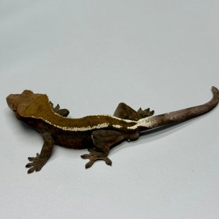 세이블 다크