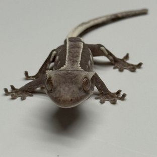 아잔틱