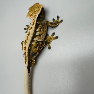 노멀 트라이 풀핀