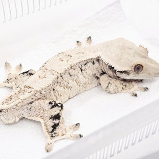 베크