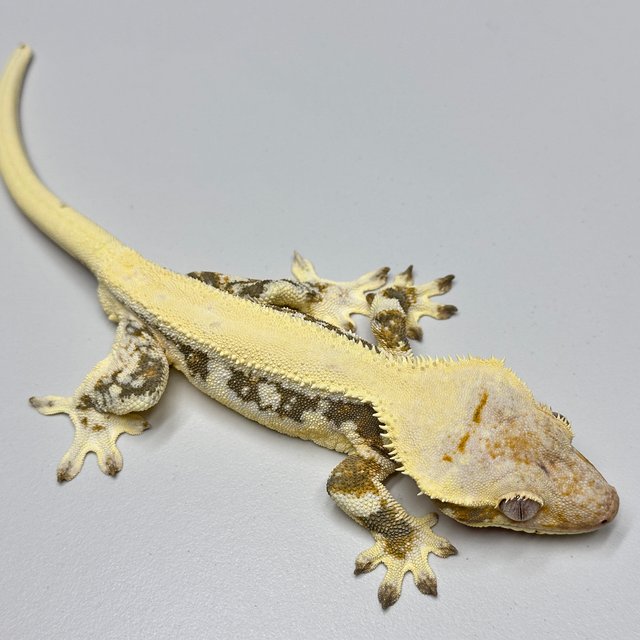 릴리화이트 솔리드백