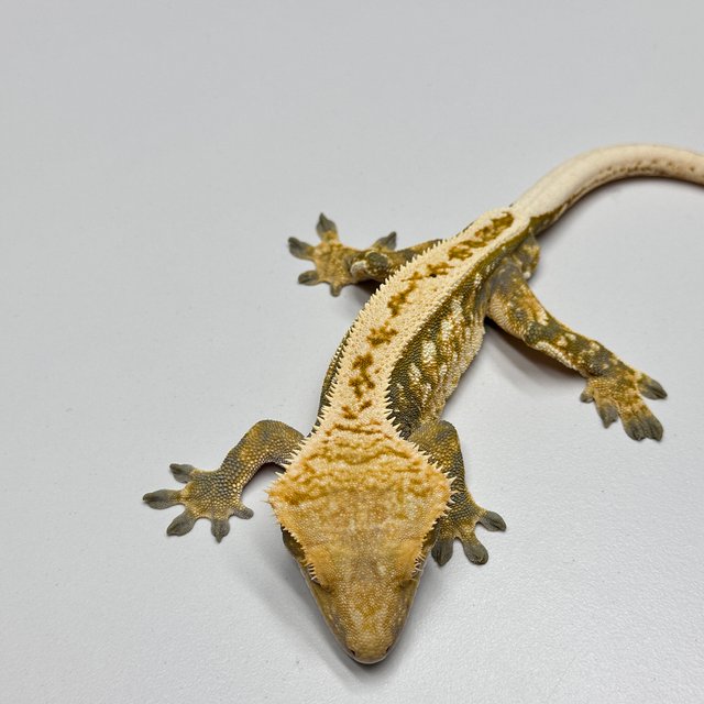 노멀 트라이 풀핀